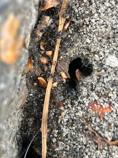 Tapinoma magnum — worker photo 15
