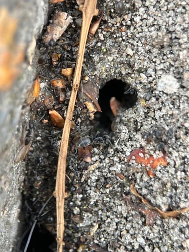 Tapinoma magnum — worker photo 16