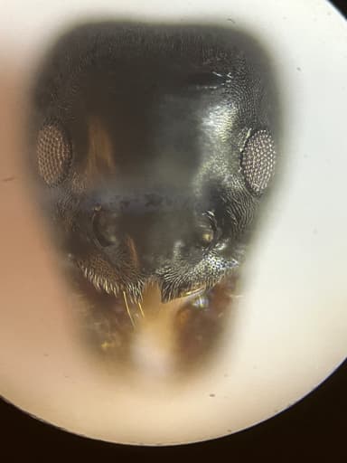 Tapinoma magnum — worker photo 19