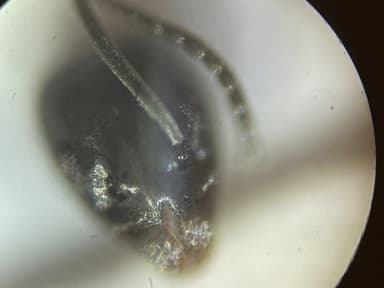 Tapinoma magnum — worker photo 20