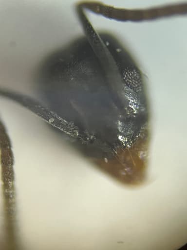 Tapinoma magnum — worker photo 21