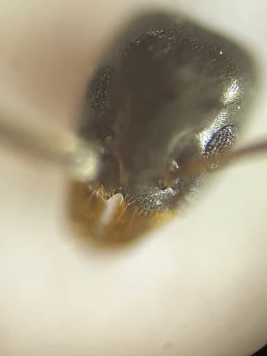 Tapinoma magnum — worker photo 22