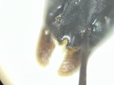 Tapinoma magnum — worker photo 23