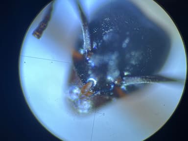 Tapinoma magnum — worker photo 24
