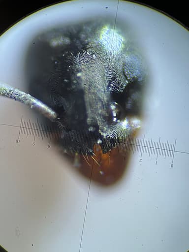 Tapinoma magnum — worker photo 25