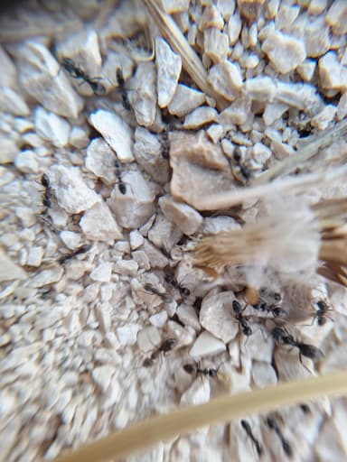 Tapinoma magnum — colony photo 62