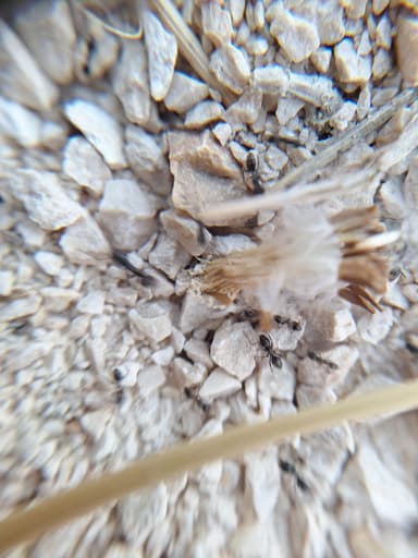 Tapinoma magnum — colony photo 63