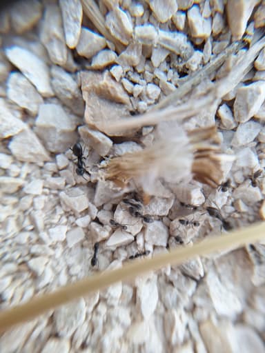 Tapinoma magnum — colony photo 64