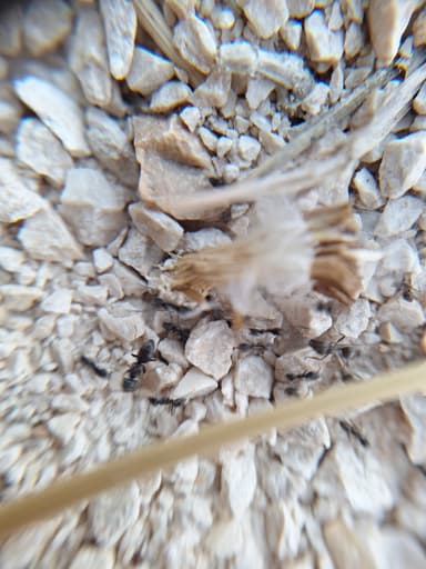 Tapinoma magnum — colony photo 67
