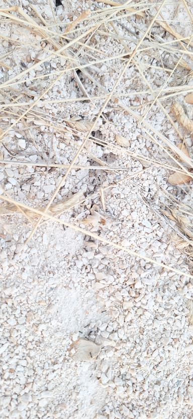 Tapinoma magnum — colony photo 69