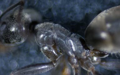 Tapinoma magnum — worker photo 82
