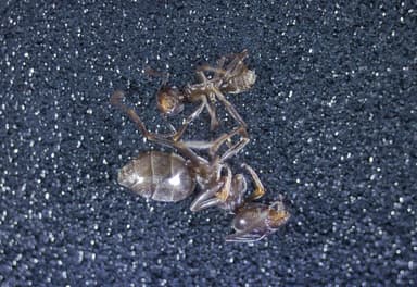 Tapinoma magnum — worker photo 83