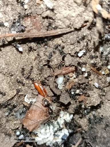 Tapinoma magnum — colony photo 96