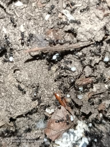 Tapinoma magnum — colony photo 97