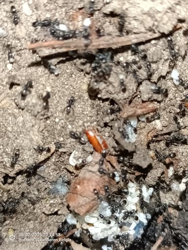 Tapinoma magnum — colony photo 98
