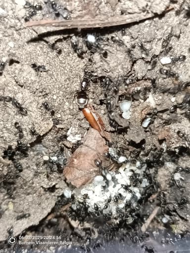Tapinoma magnum — colony photo 99