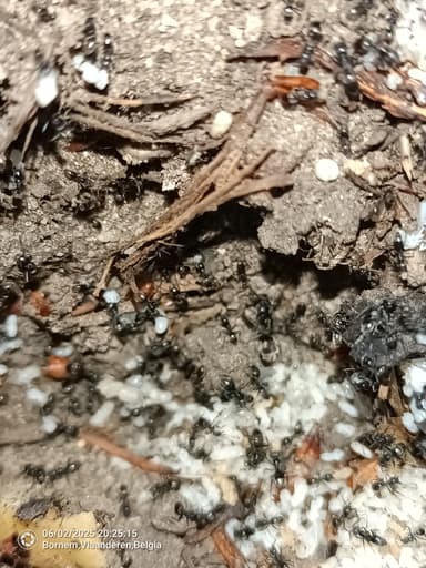 Tapinoma magnum — colony photo 100