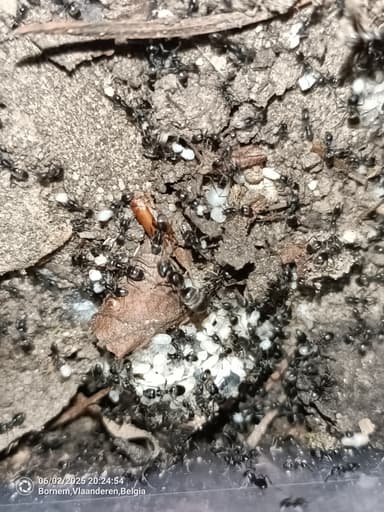 Tapinoma magnum — colony photo 101
