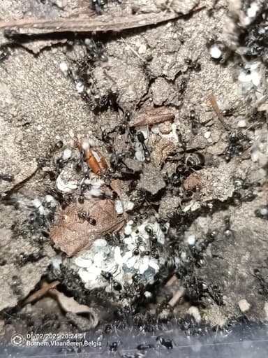 Tapinoma magnum — colony photo 102