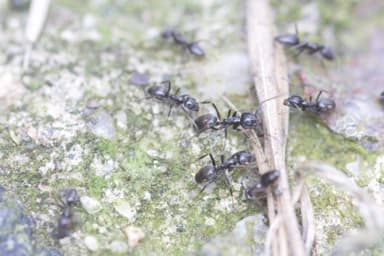 Tapinoma magnum — colony photo 112