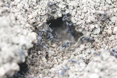 Tapinoma magnum — colony photo 113