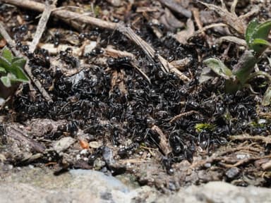 Tapinoma magnum — colony photo 120