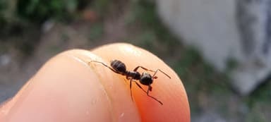Tapinoma magnum — colony photo 126