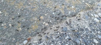 Tapinoma magnum — colony photo 128