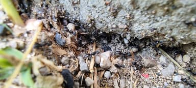 Tapinoma magnum — colony photo 129