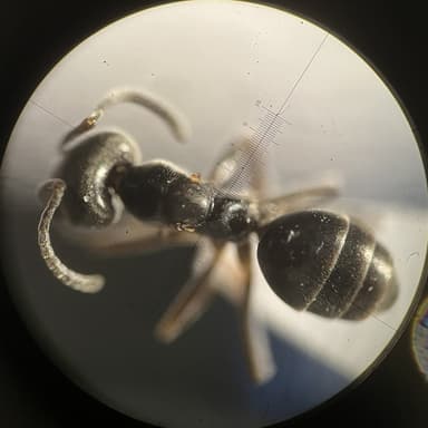 Tapinoma magnum — colony photo 130