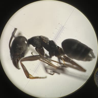 Tapinoma magnum — colony photo 131