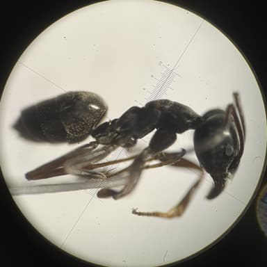 Tapinoma magnum — colony photo 132