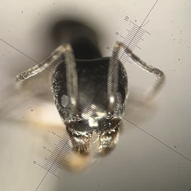 Tapinoma magnum — colony photo 133