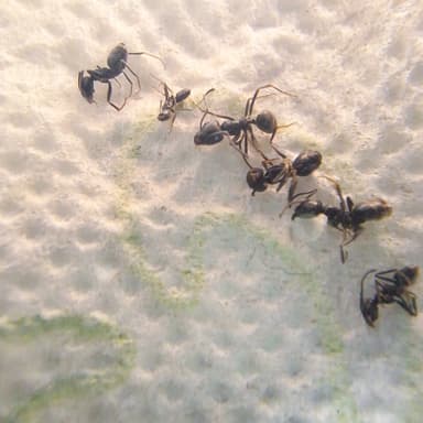 Tapinoma magnum — colony photo 135