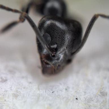 Tapinoma magnum — colony photo 136