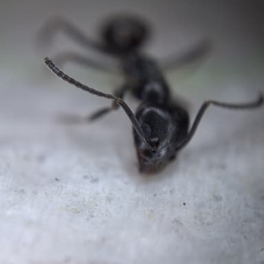 Tapinoma magnum — colony photo 137