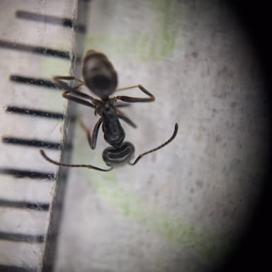 Tapinoma magnum — colony photo 138