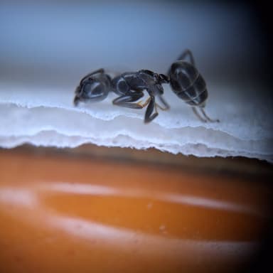 Tapinoma magnum — colony photo 139