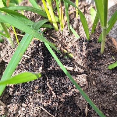 Tapinoma magnum — colony photo 144