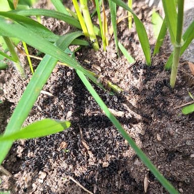 Tapinoma magnum — colony photo 145