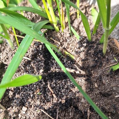 Tapinoma magnum — colony photo 146