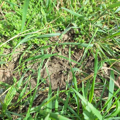 Tapinoma magnum — colony photo 148