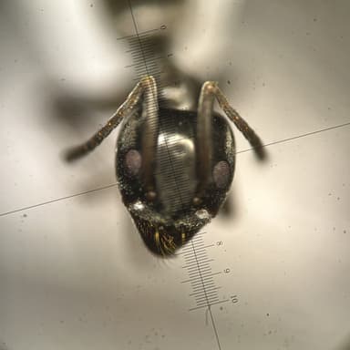 Tapinoma magnum — worker photo 149