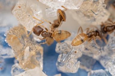 Tapinoma melanocephalum photo 1