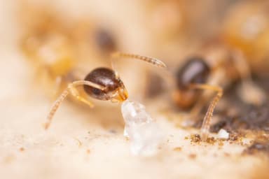 Tapinoma melanocephalum photo 2