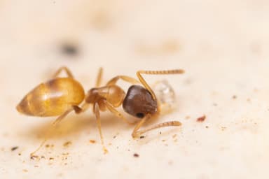 Tapinoma melanocephalum photo 3
