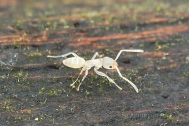 Tapinoma melanocephalum photo 4