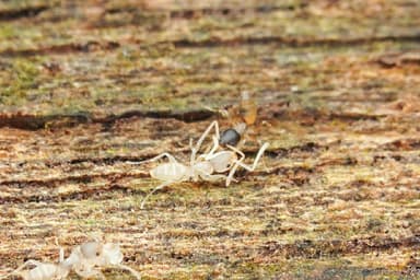 Tapinoma melanocephalum photo 5