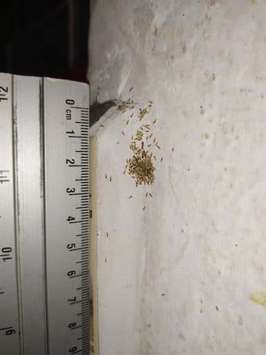 Tapinoma melanocephalum photo 7