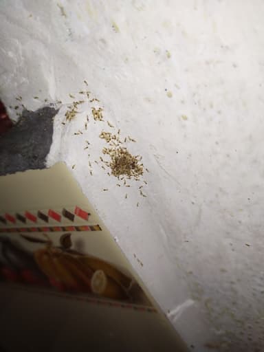 Tapinoma melanocephalum photo 8